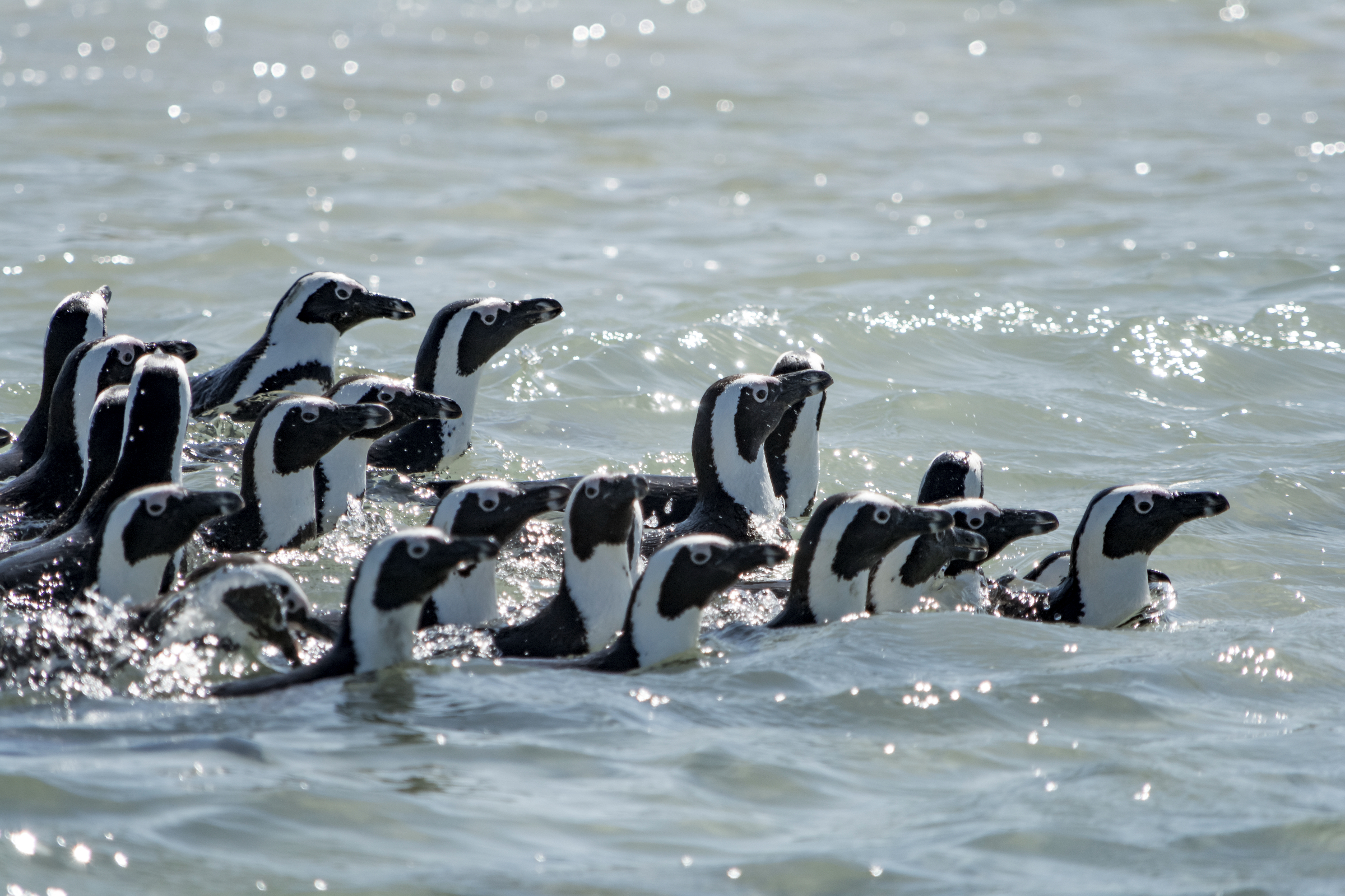 Golf, Gourmet und Garden Route – Südafrika für Geniesser Afrikanische Pinguine