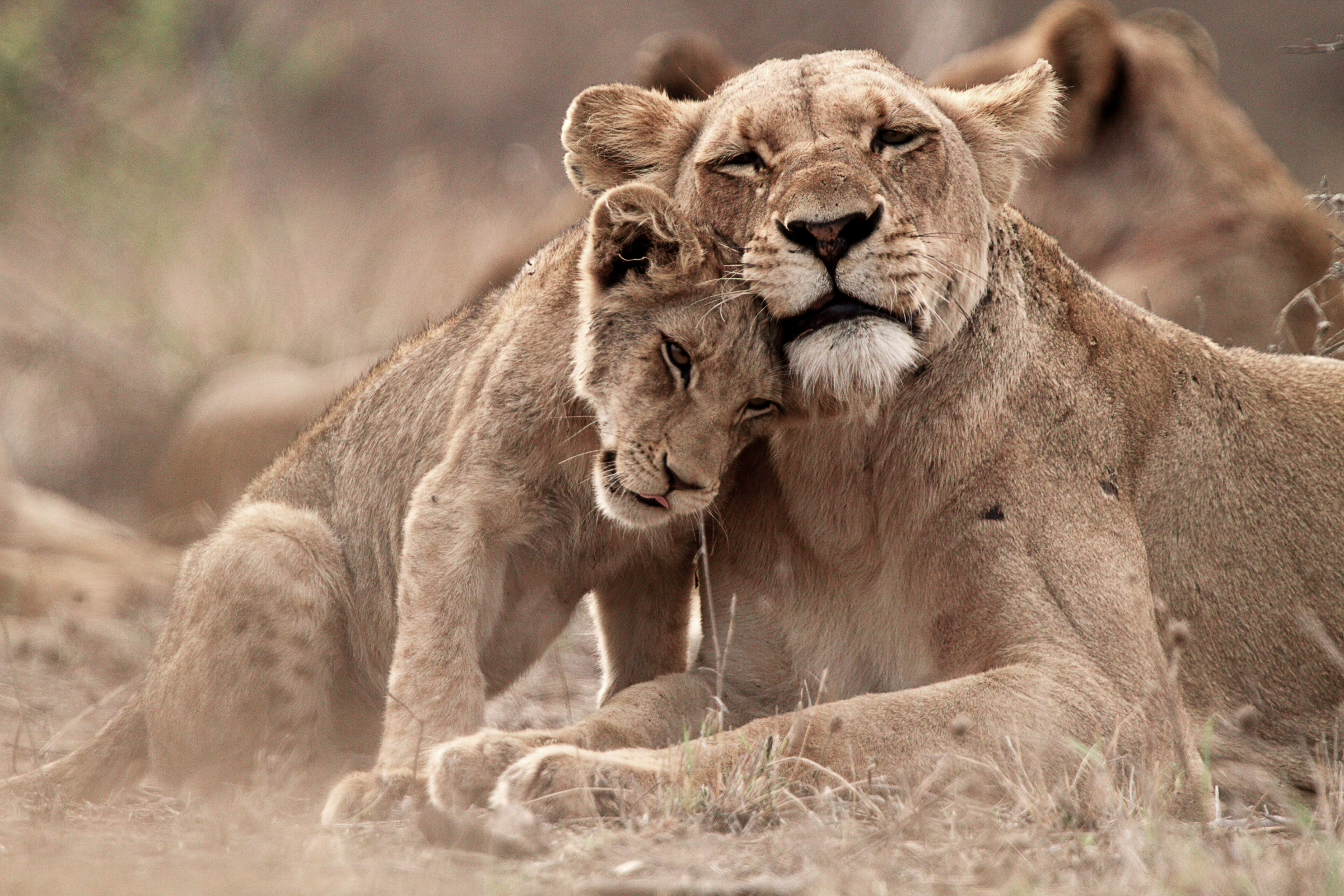 Golf, Gourmet und Garden Route – Südafrika für Geniesser Ein unbeschreiblich schönes Abenteuer erwartet Sie auf der Safari durch den Nationalpark