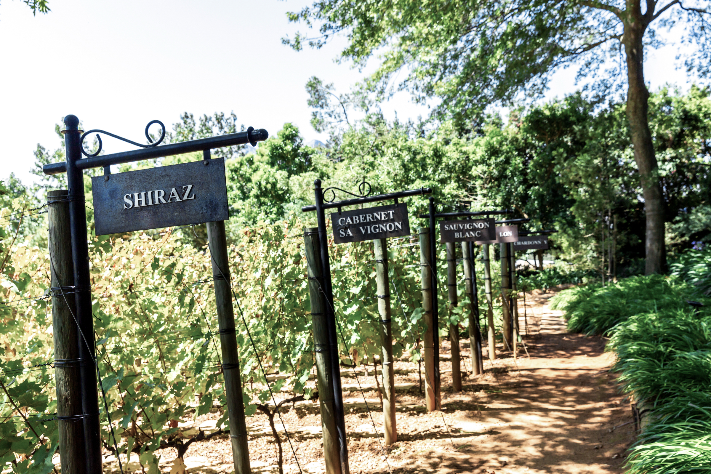 Golf, Gourmet und Garden Route – Südafrika für Geniesser Die Weinregionen
