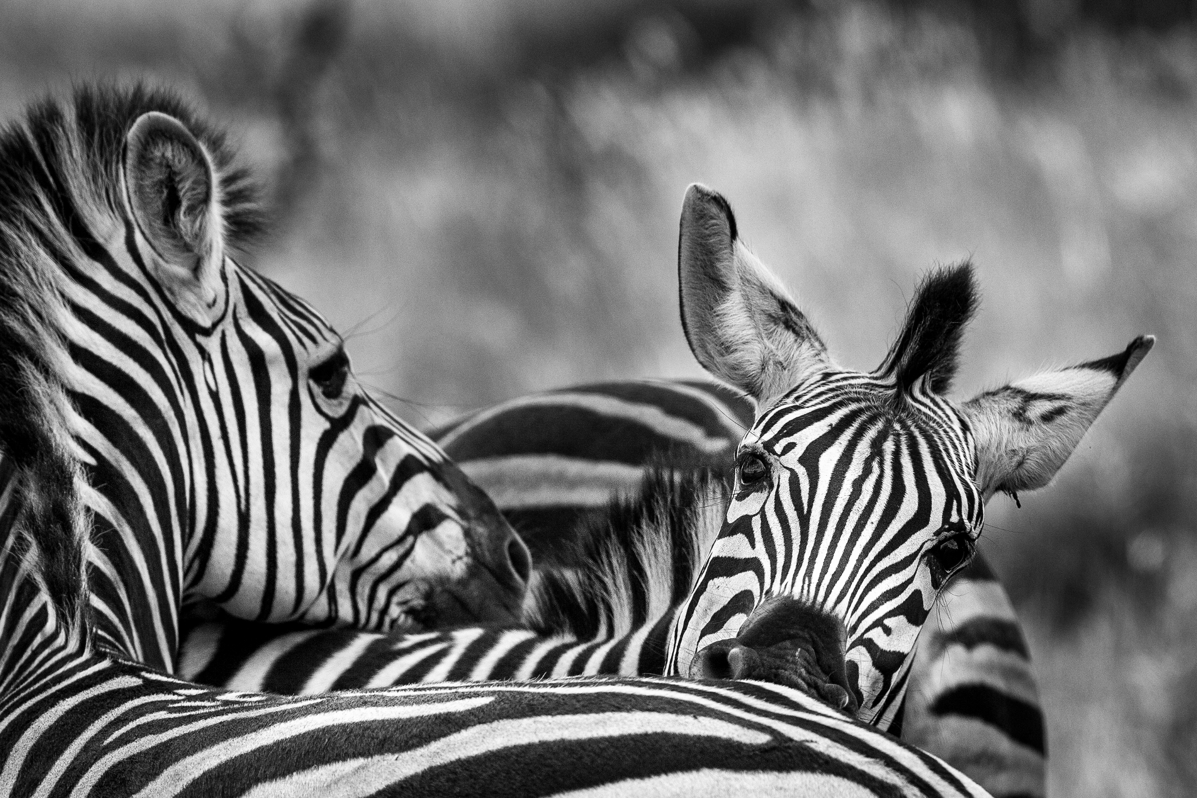 Golf, Gourmet und Garden Route – Südafrika für Geniesser Zebra auf dem Golf Course