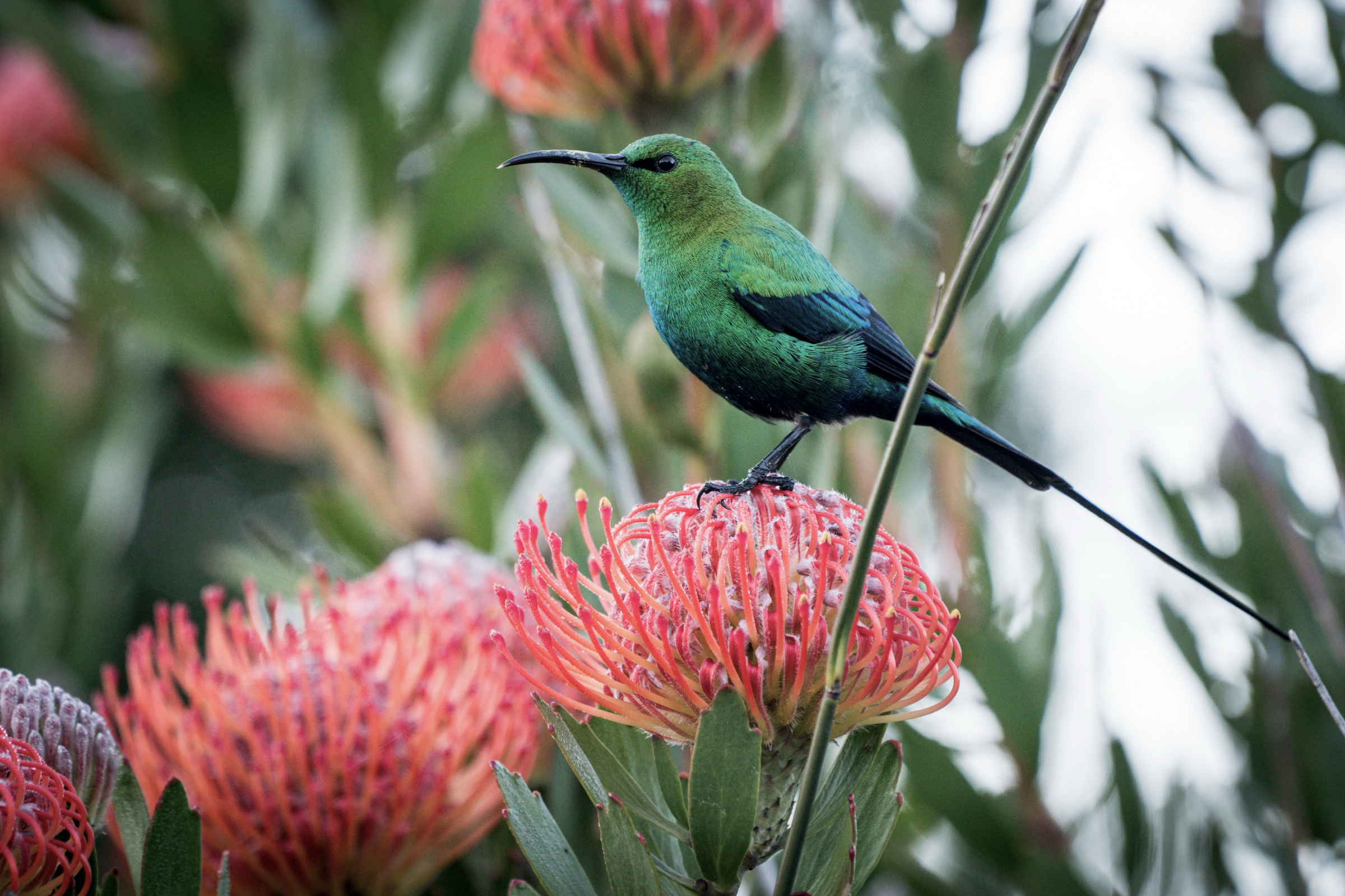 Golf, Gourmet und Garden Route – Südafrika für Geniesser Pearl Valley Golf